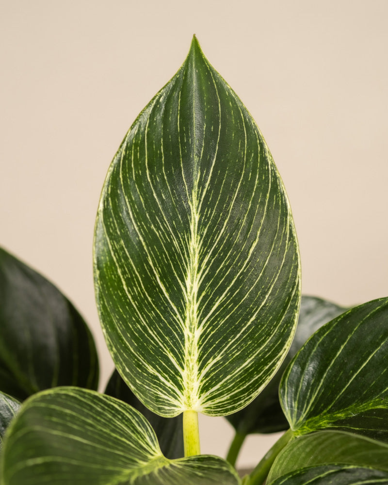 feey-familienzuwachs-set-4er-pflanzenset-philodendron-gr-nlilie image 2