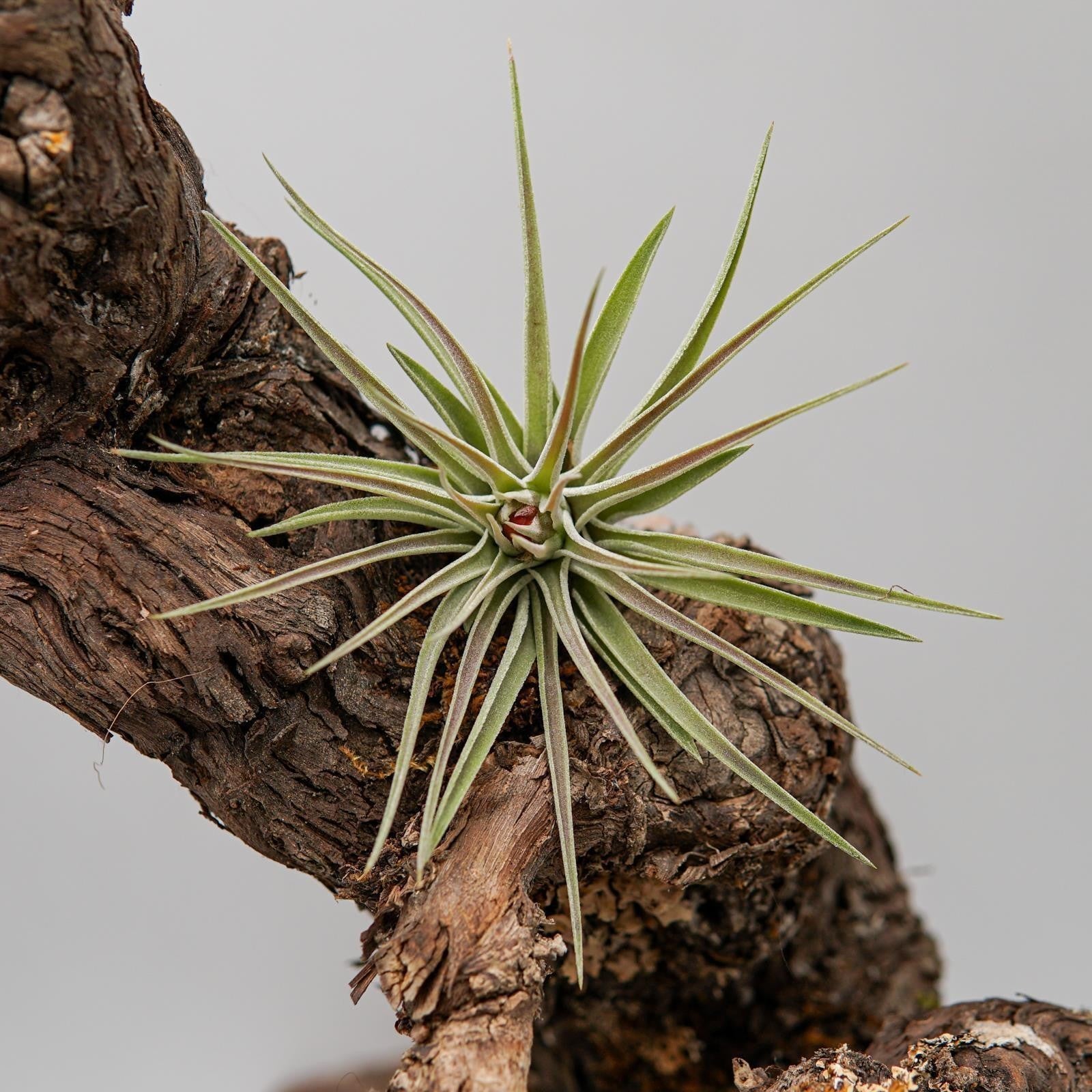 pasiora-tillandsia-kammii-luftpflanze-bromelie image 5