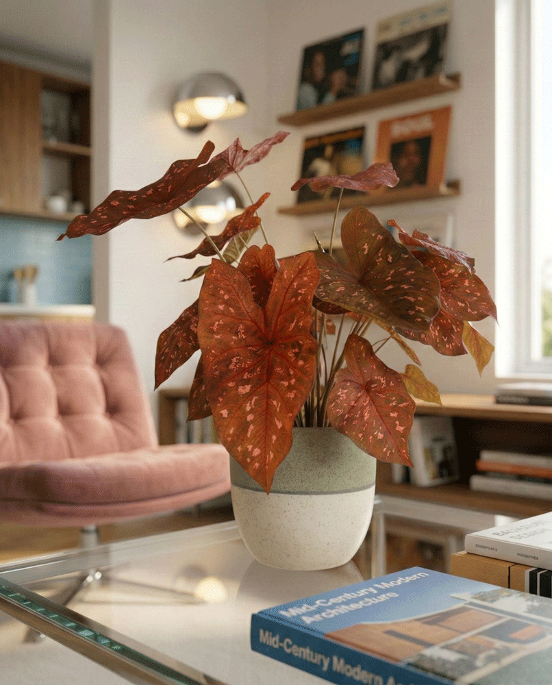feey-caladium-burning-heart-zimmerpflanze-mit-rot-panaschierten-bl-ttern image 8
