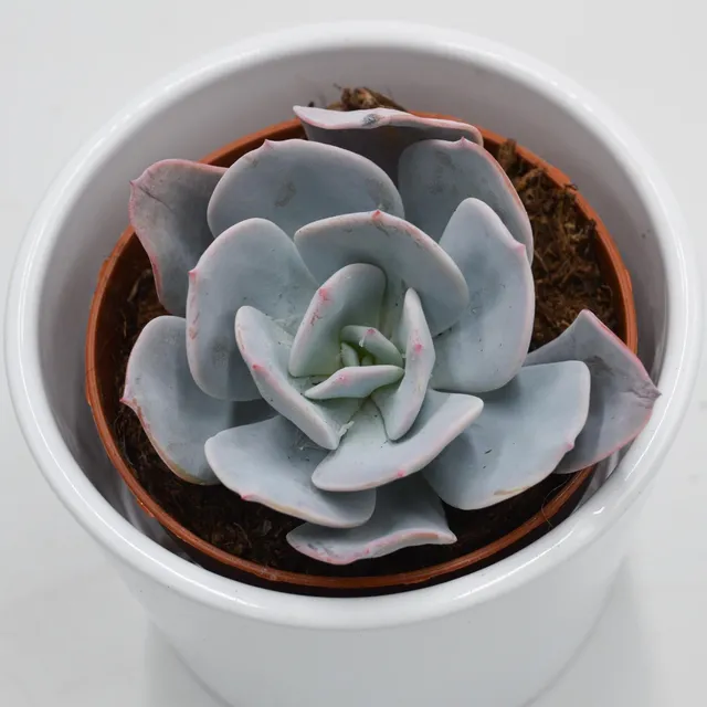 pasiora-echeveria-gila-sukkulente-8-5cm-topf image 1