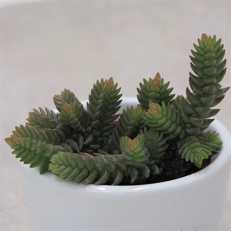 pasiora-crassula-muscosa-sukkulente-im-5-5cm-topf image 1