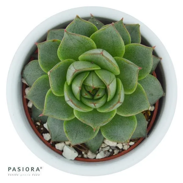 pasiora-echeveria-fabiola-syn-purpusorum-uranus-6cm image 1