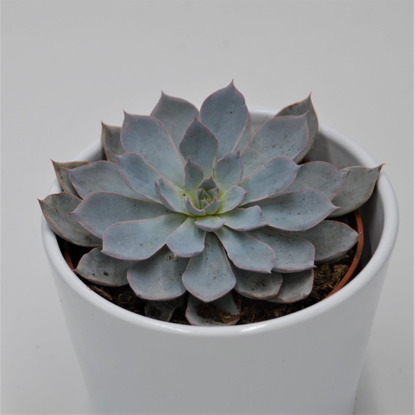 pasiora-echeveria-subessilis-rosetten-sukkulente-10-5cm image 1