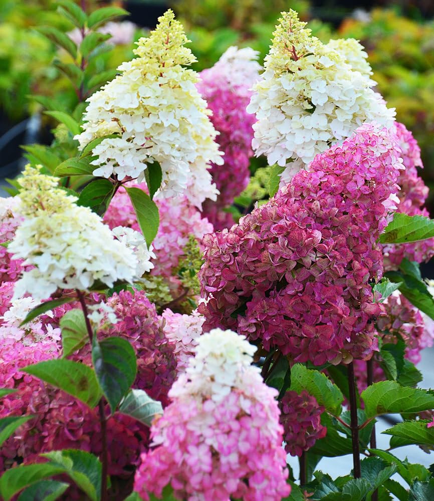 baldur-garten-freiland-hortensie-fraise-melba-9x9-cm-topf image 2