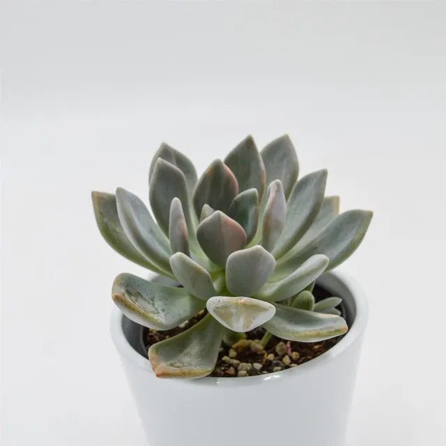 pasiora-x-graptoveria-pachyphytoides-variegata-9cm image 1