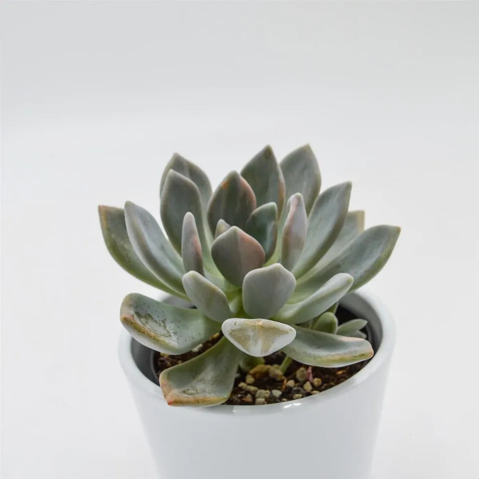 pasiora-x-graptoveria-pachyphytoides-variegata-9cm image 1