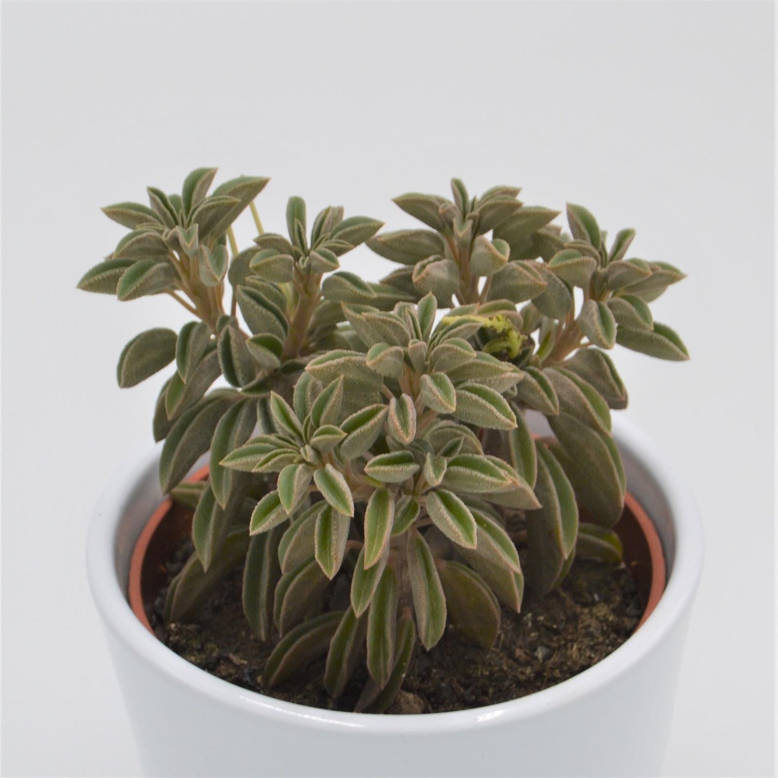 pasiora-peperomia-asperula-sukkulente-10-5cm-topf image 1