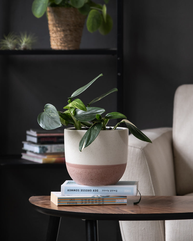 feey-monstera-standleyana-fensterblatt-topf-16 image 4