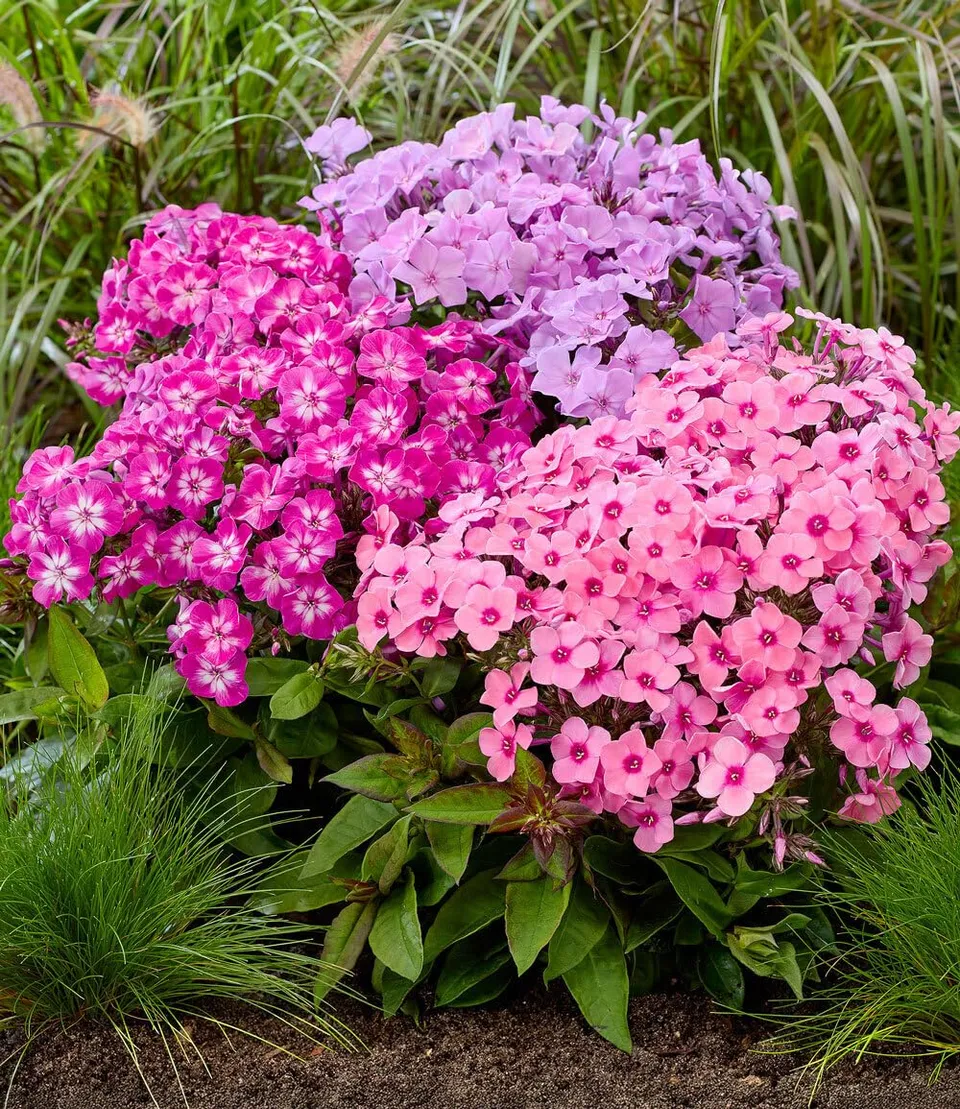baldur-garten-niedriger-phlox-mix-flatscreen-3-knollen-gr-e-i image 1