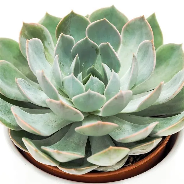 pasiora-echeveria-grande-cinza-sukkulente-12-cm-topf image 1