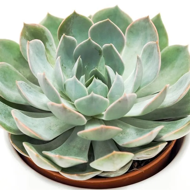 pasiora-echeveria-grande-cinza-sukkulente-12-cm-topf image 1