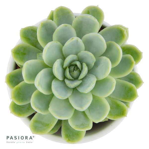 pasiora-echeveria-elegans-sukkulente-im-5-5cm-topf image 1