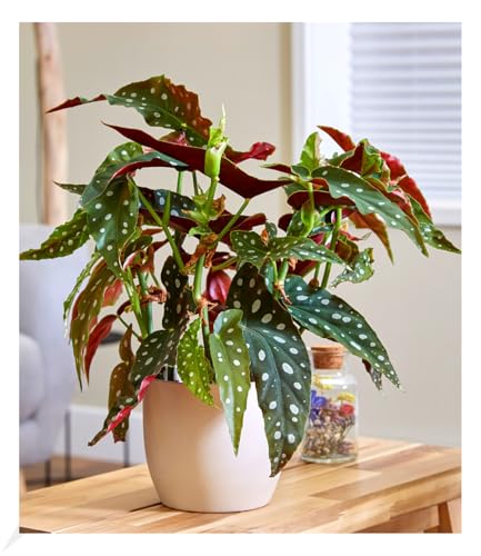 baldur-garten-forellenbegonie-maculata-gro-14-cm-topf-ca-30-cm image 4