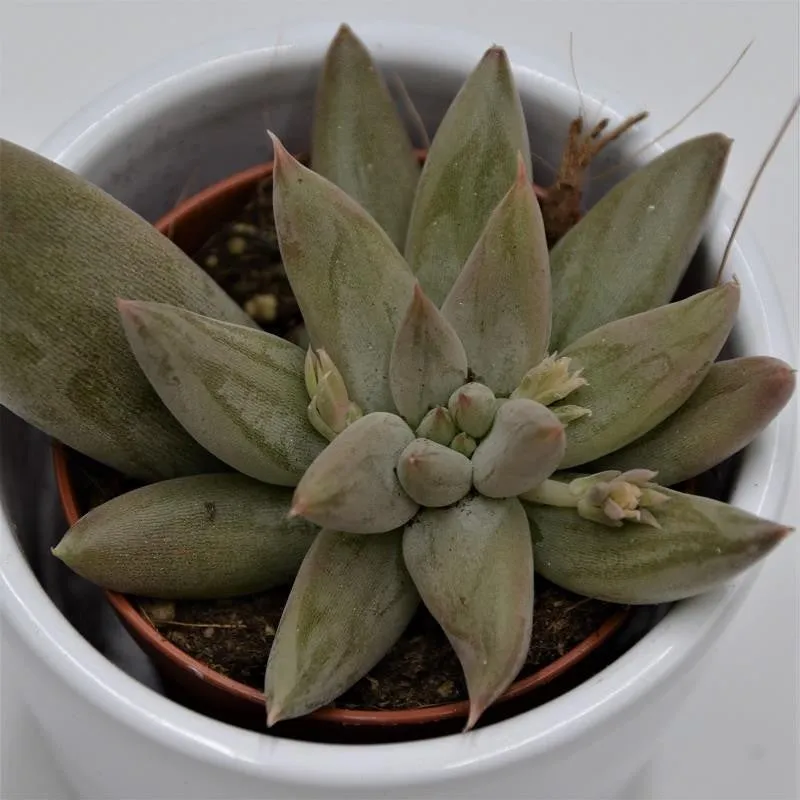 pasiora-echeveria-tolimanensis-sukkulente-5-5-cm image 1
