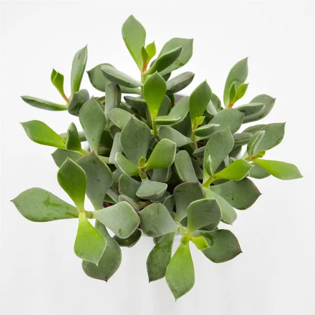 pasiora-cotyledon-orbiculata-picco-coin-sukkulente-12cm-topf image 1