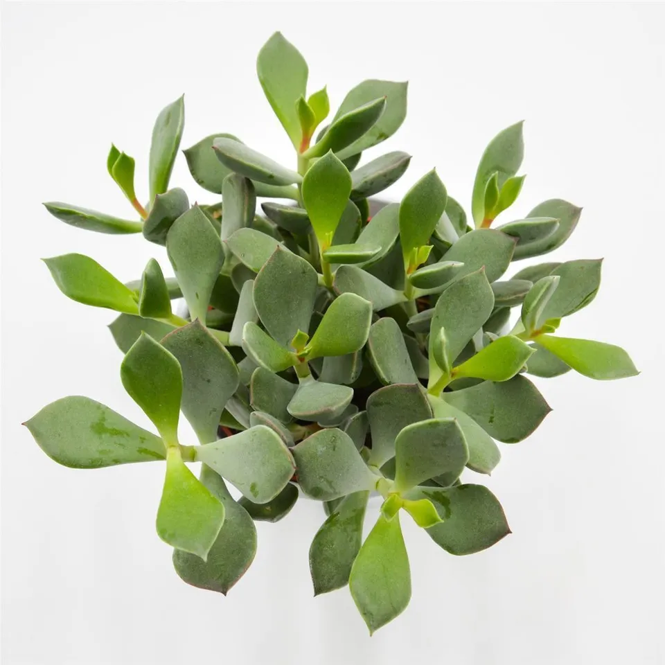pasiora-cotyledon-orbiculata-picco-coin-sukkulente-12cm-topf image 1