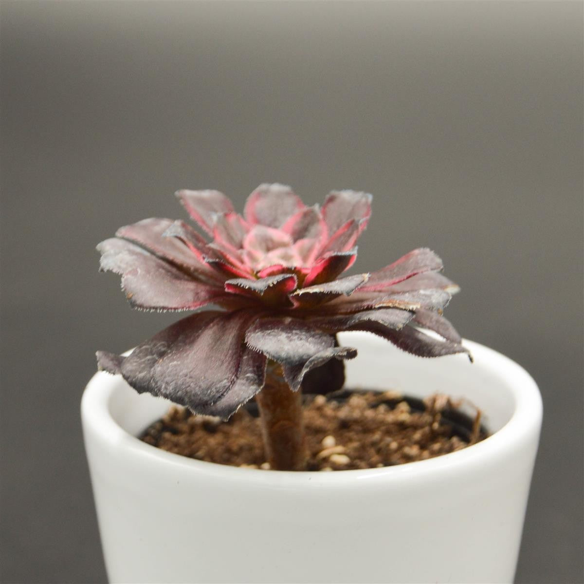 pasiora-aeonium-red-king-kong-sukkulente-6cm-topf image 1