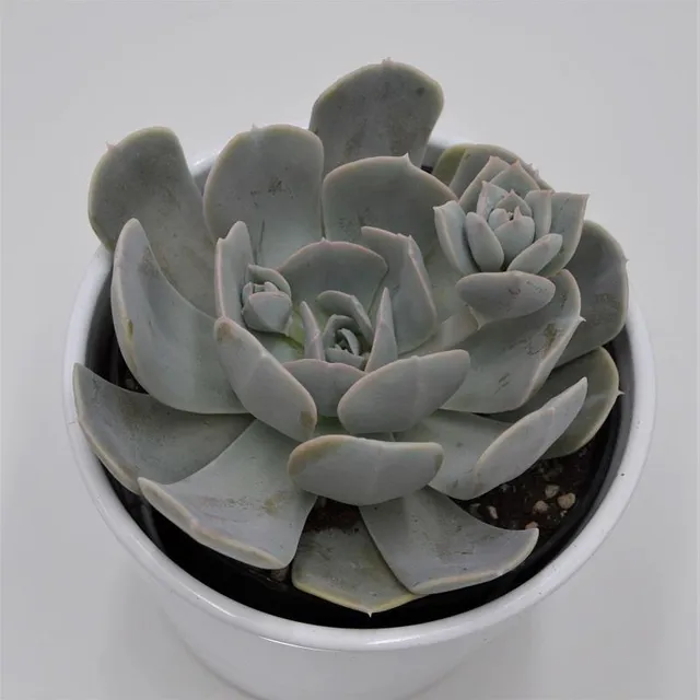 pasiora-echeveria-runyonii-rosette-12cm image 1
