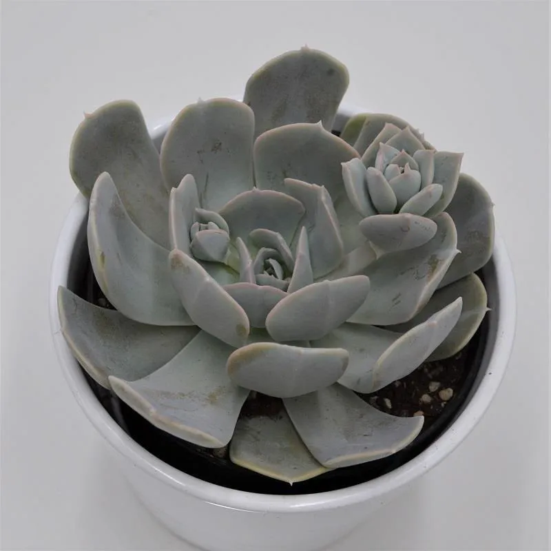 pasiora-echeveria-runyonii-rosette-12cm image 1