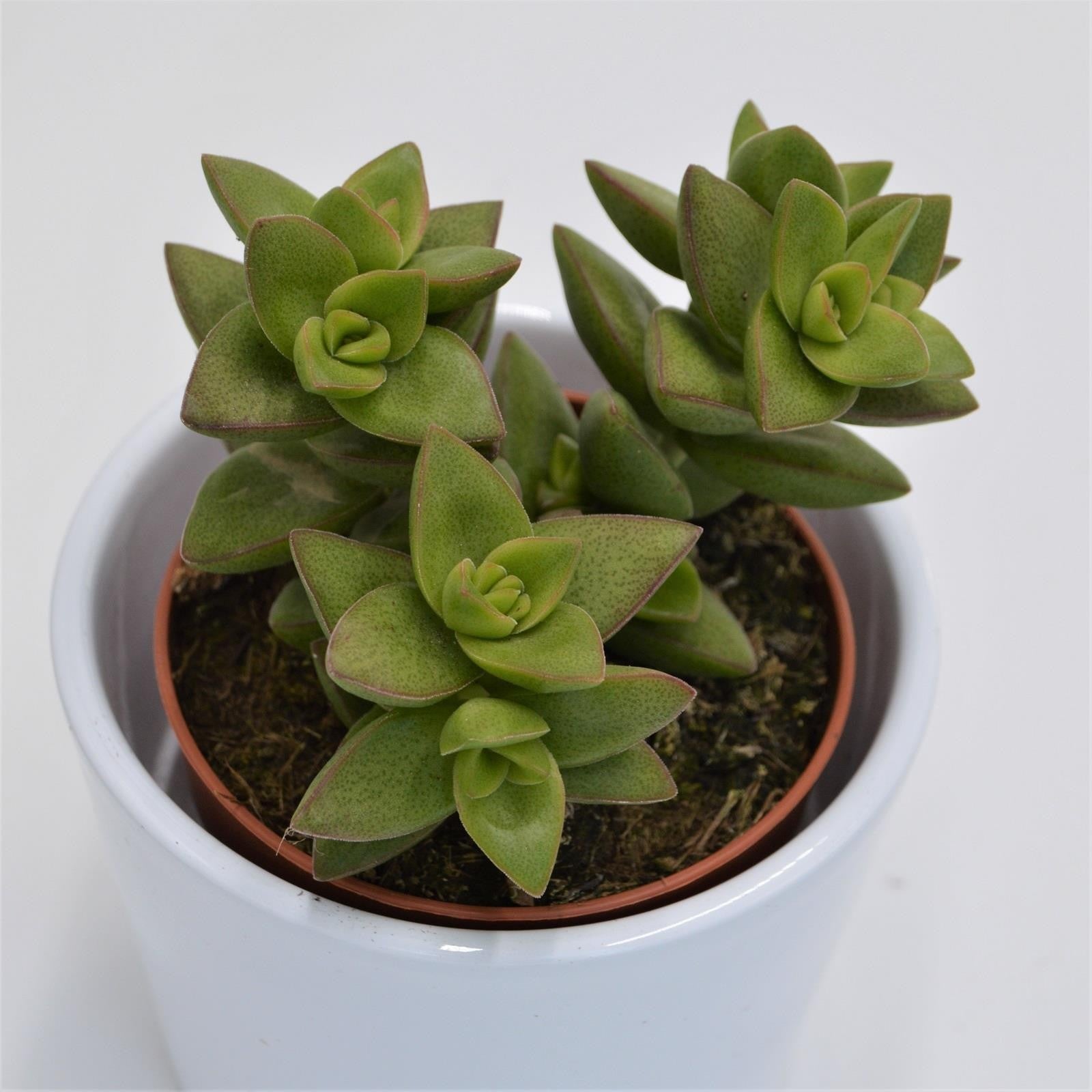 pasiora-crassula-sakuraboshi-dickblatt-sukkulente-8-5cm image 1