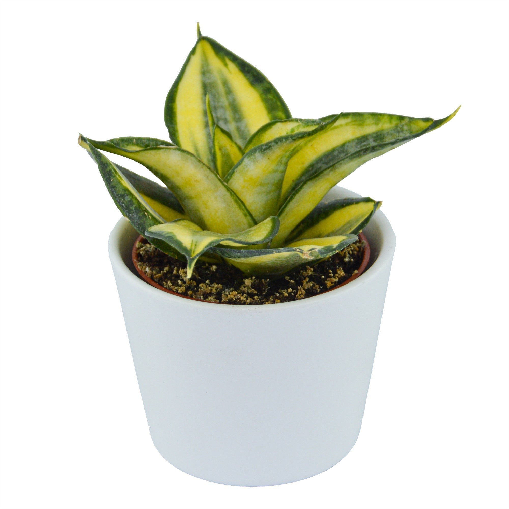 pasiora-sansevieria-trifasciata-golden-hahnii-6cm-topf image 3