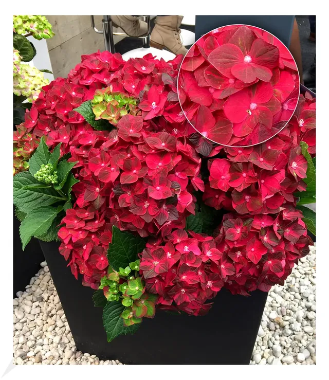 baldur-garten-freiland-hortensie-ruby-tuesday-13-cm-topf image 1