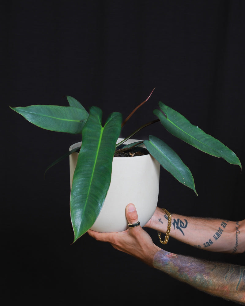 feey-philodendron-atabapoense-rarit-t-halbschattig image 1