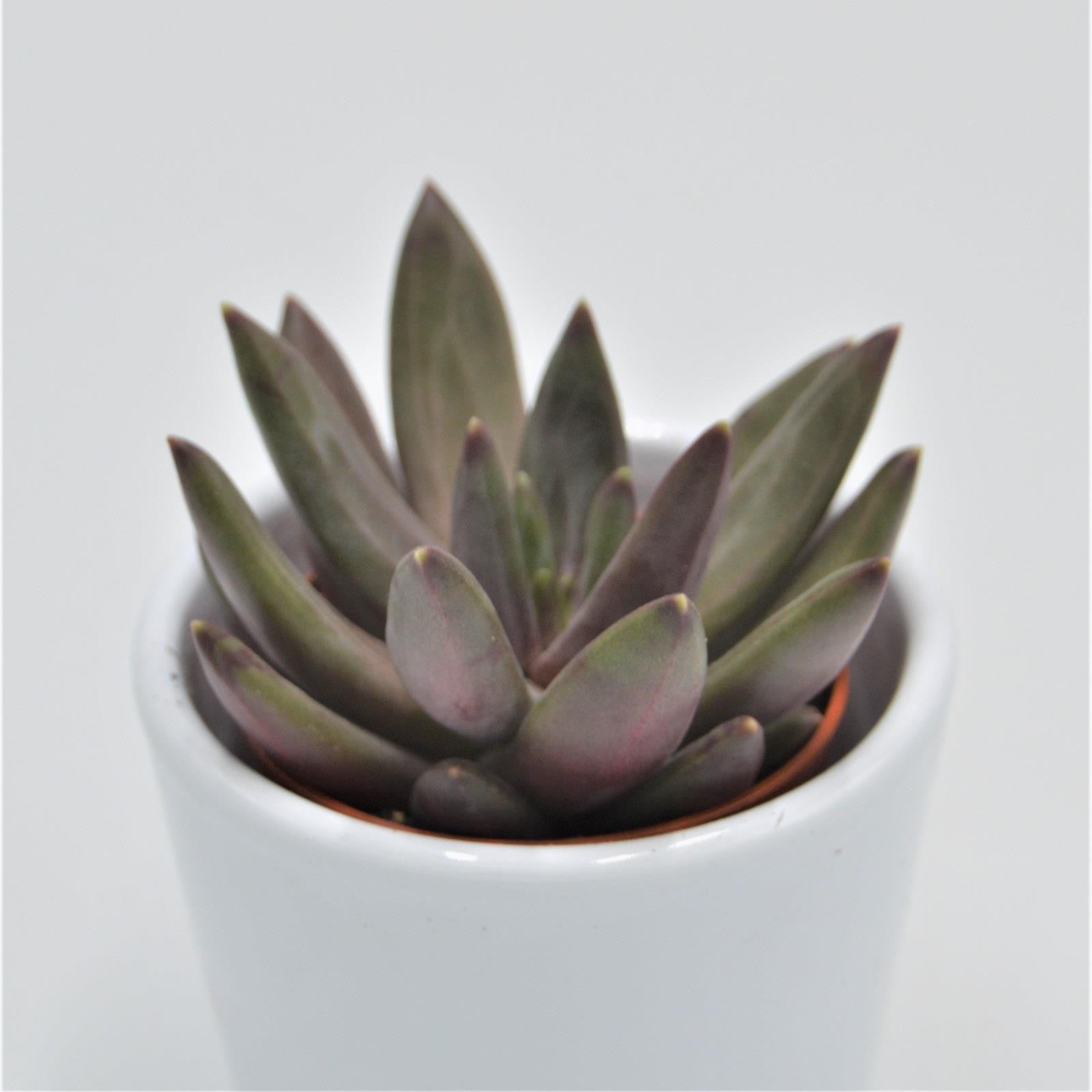 pasiora-x-pachyveria-izar-hybrid-sukkulente-5-5cm-topf image 2