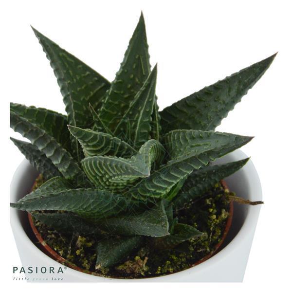 pasiora-haworthia-3er-sukkulenten-mix image 6