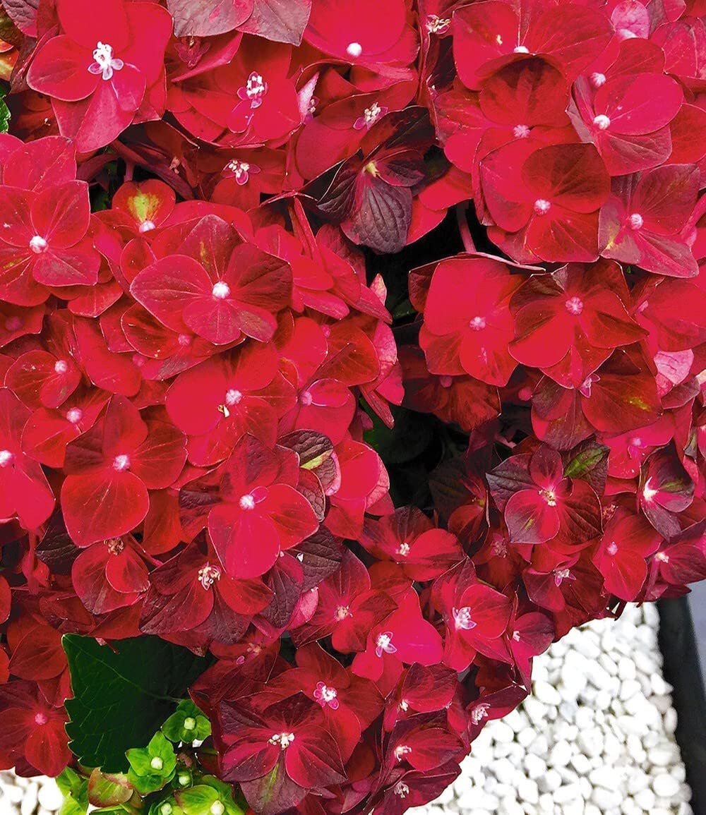 baldur-garten-freiland-hortensie-ruby-tuesday-13-cm-topf image 3