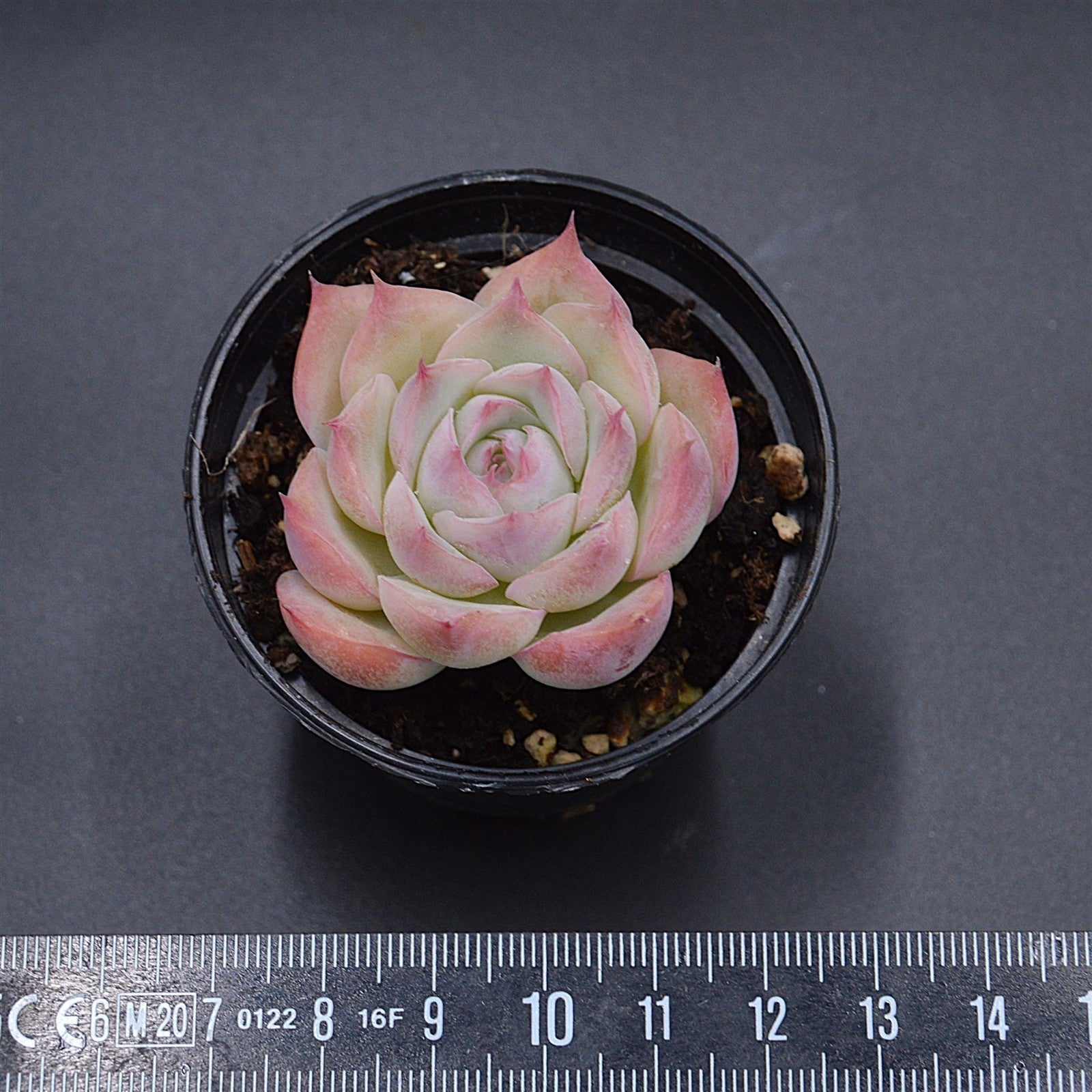 pasiora-echeveria-wraith-einzelst-ck-rarit-t-indoor image 2