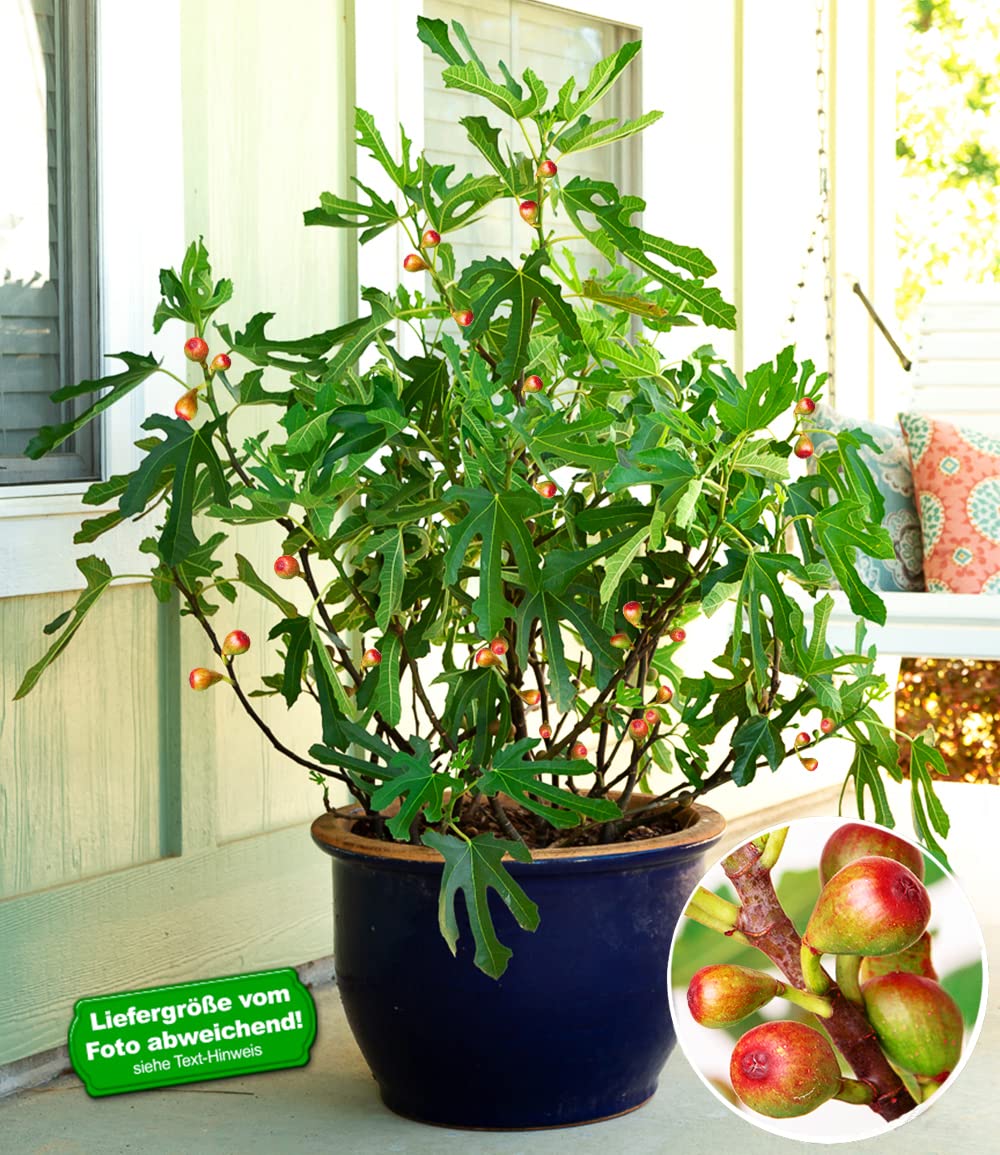 baldur-garten-mini-feigenbaum-little-miss-figgy-zwergfeige image 2