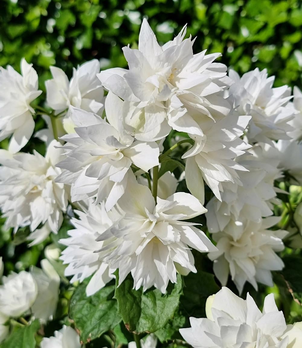 baldur-garten-duftender-gartenjasmin-pearls-of-perfume-im-9x9-cm-topf image 5