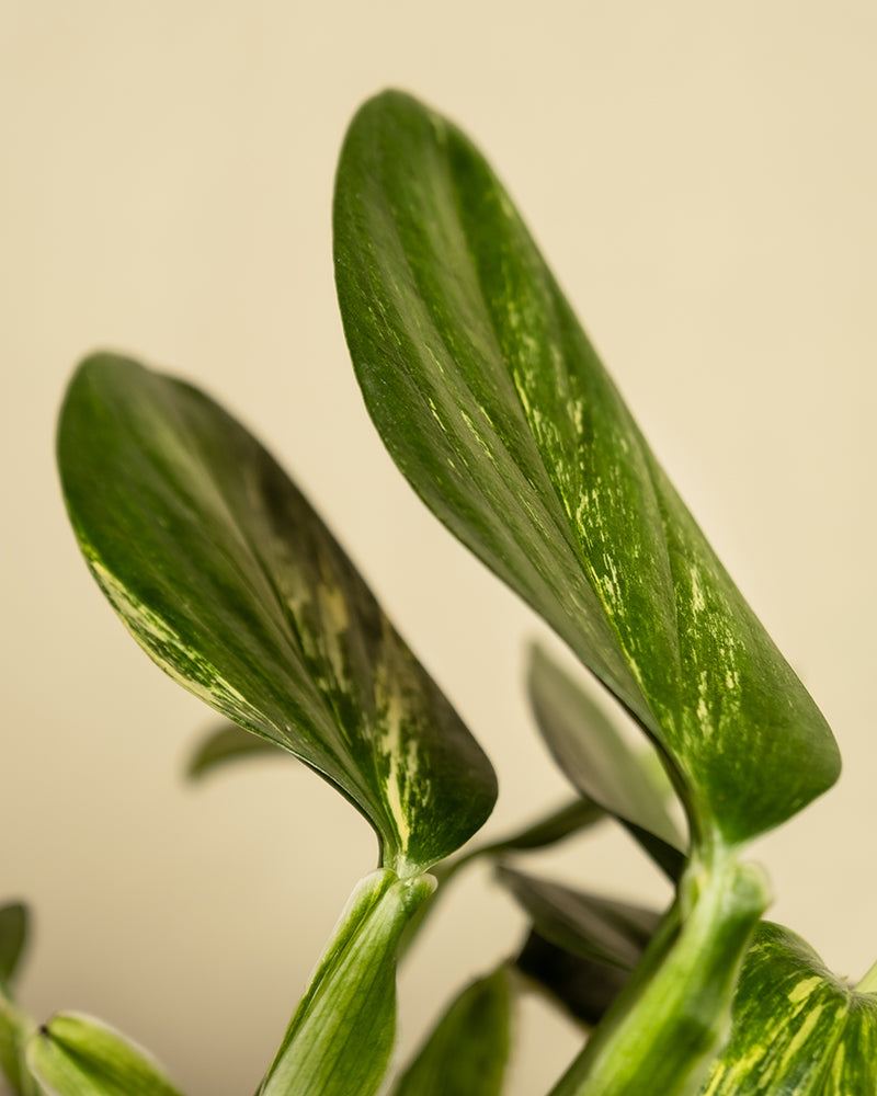feey-monstera-standleyana-fensterblatt-topf-16 image 2