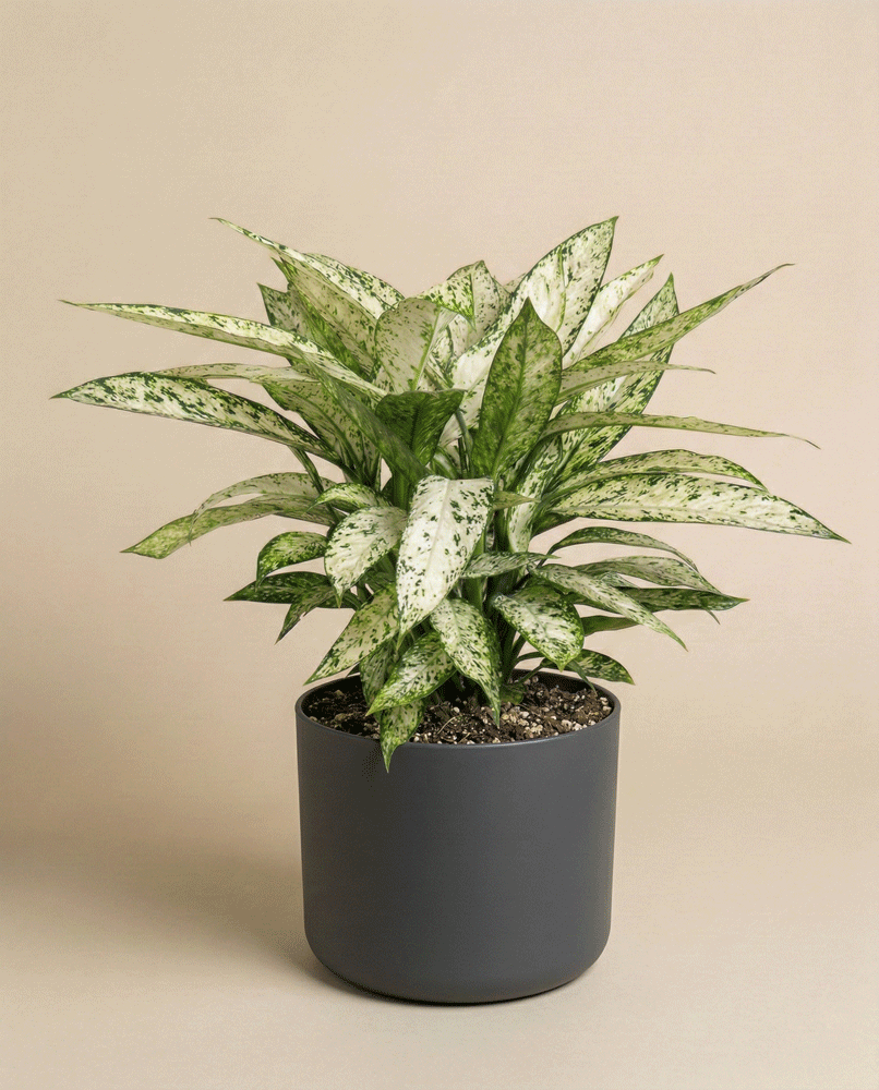 feey-dieffenbachia-vesuvius-zimmerpflanze-gro image 4