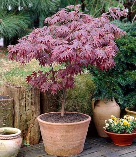 baldur-garten-japanischer-ahorn-burgund-im-12-cm-topf image 7