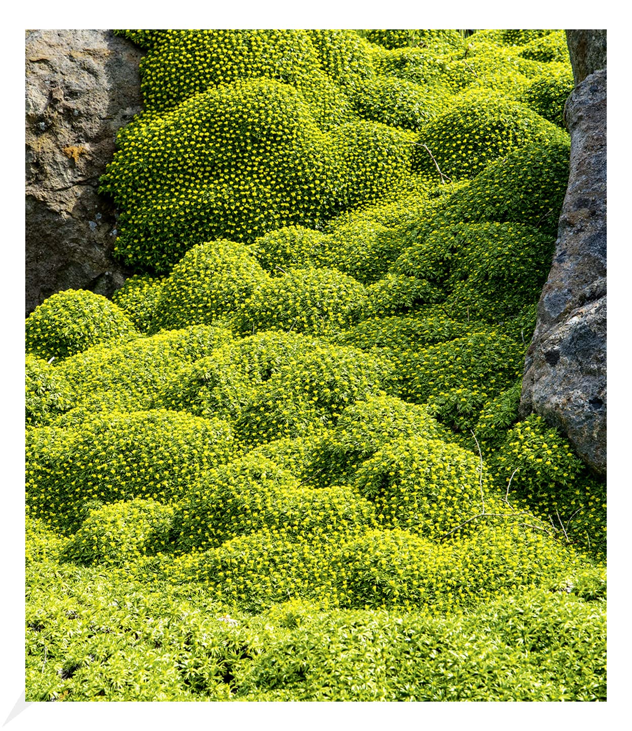 baldur-garten-2x-andenpolster-azorella-trifurcata-im-9x9-cm-topf image 1