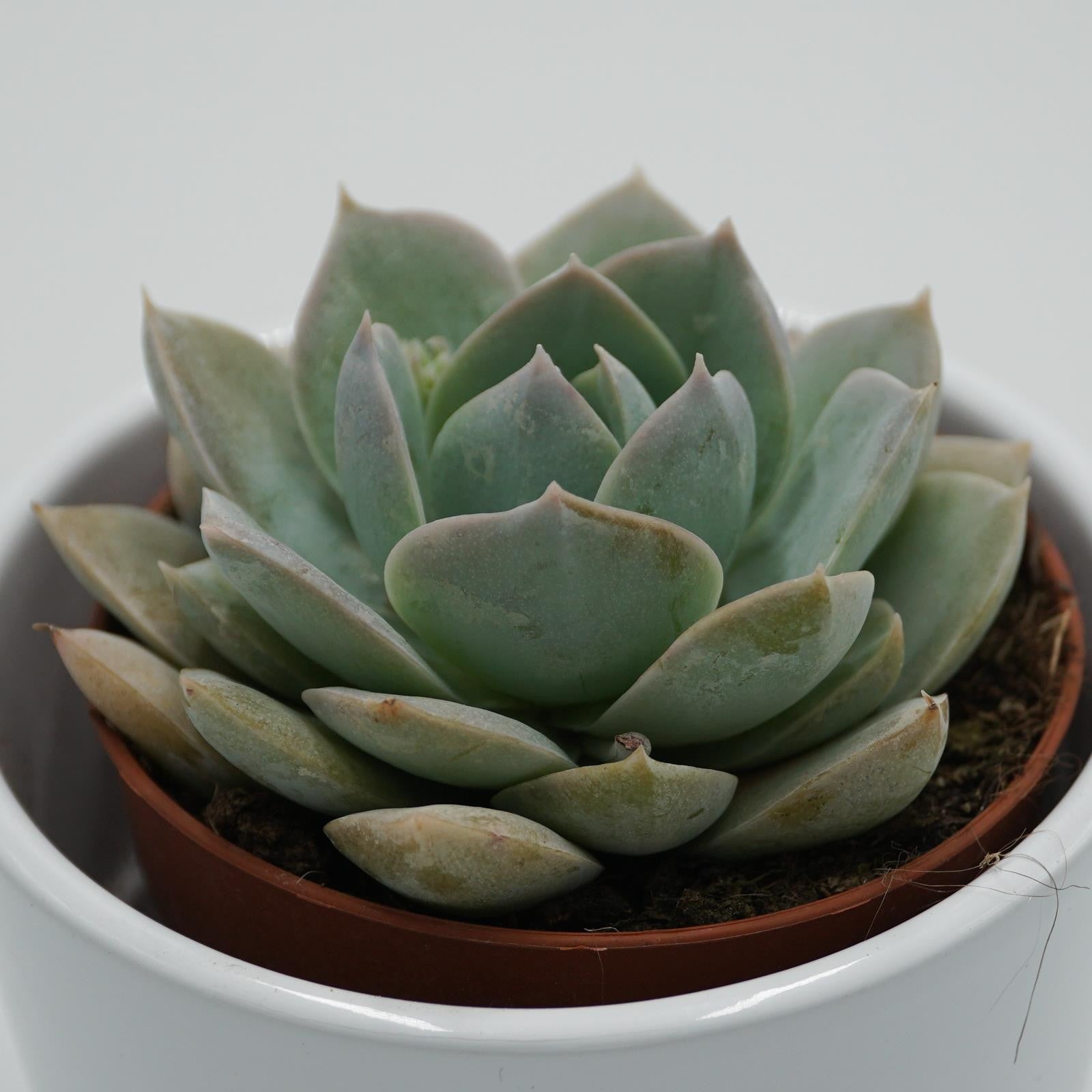pasiora-sedum-suaveolens-sukkulente-8-5cm-topf image 2