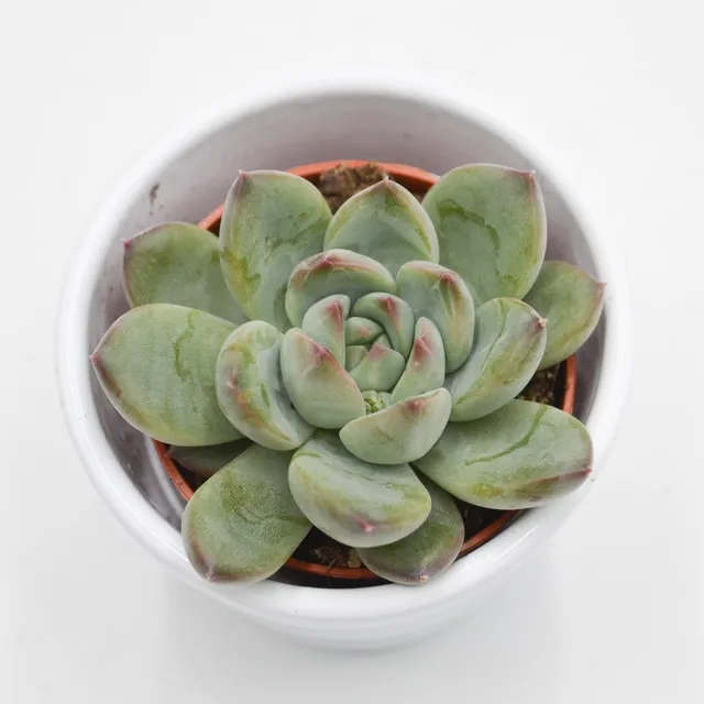 pasiora-echeveria-colorata-hybrid-sukkulente-5-5cm-topf image 1
