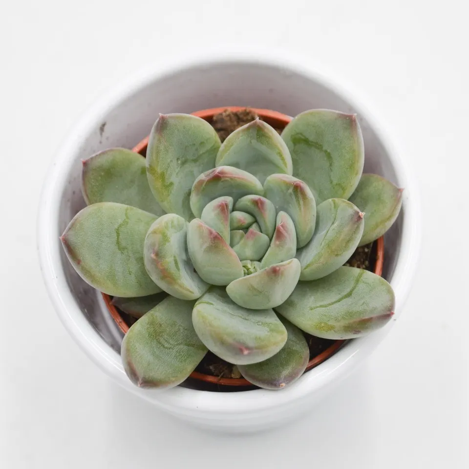 pasiora-echeveria-colorata-hybrid-sukkulente-5-5cm-topf image 1