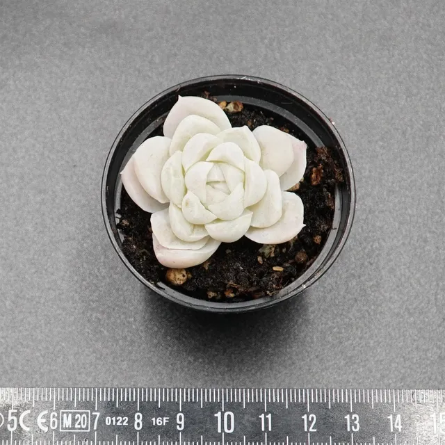 pasiora-echeveria-alba-sukkulente-rarit-t-einzelst-ck image 1