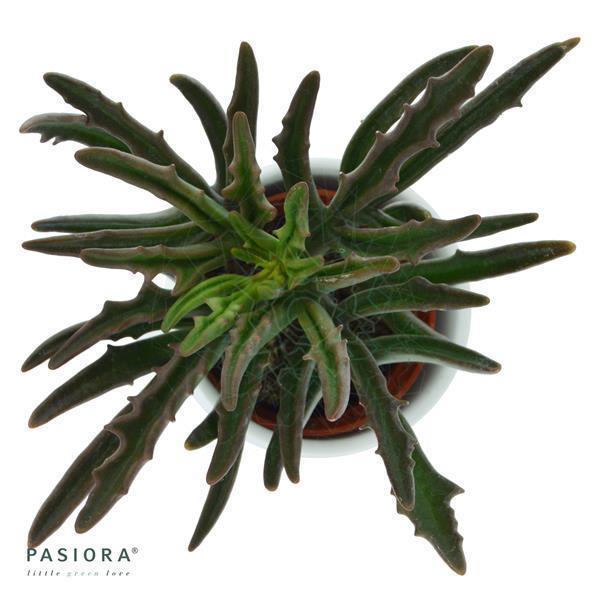 pasiora-kalanchoe-spider-brutblatt-sukkulente-6cm image 2