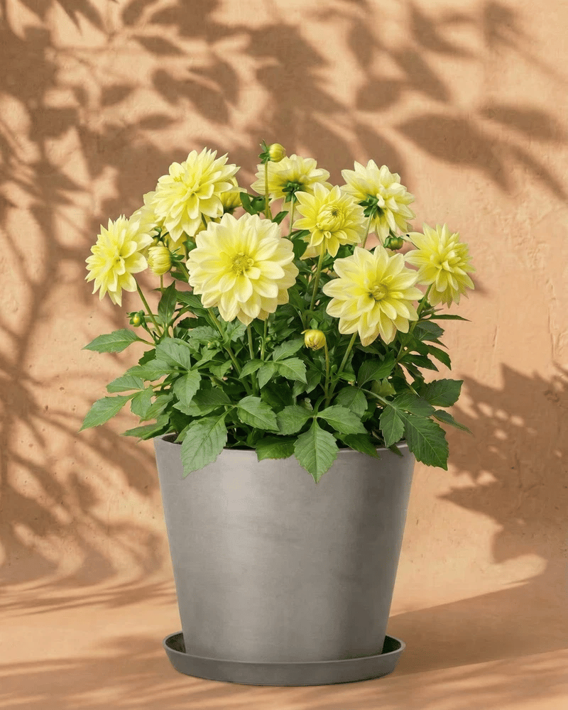 feey-dahlien-gelb-knollenpflanze-dahlia-bis-1-m image 6