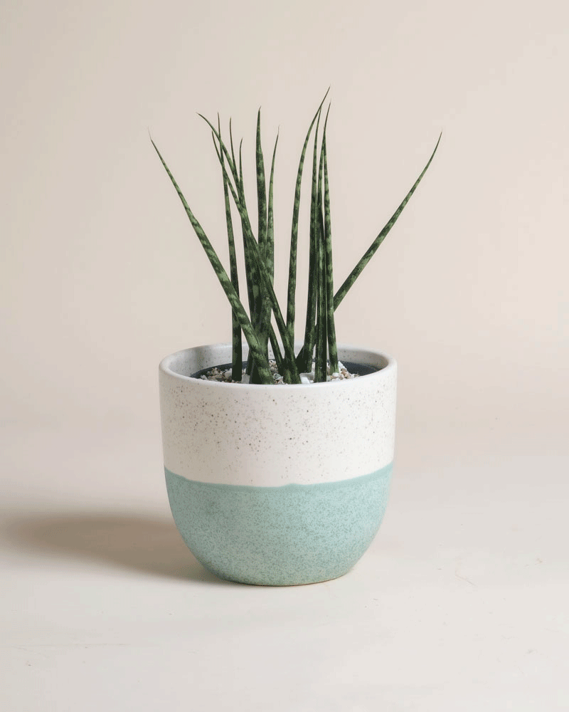 feey-sansevieria-mikado-bogenhanf image 4