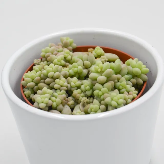 pasiora-sedum-burrito-h-ngende-sukkulente-8-5cm image 1