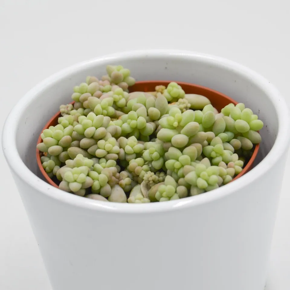 pasiora-sedum-burrito-h-ngende-sukkulente-8-5cm image 1