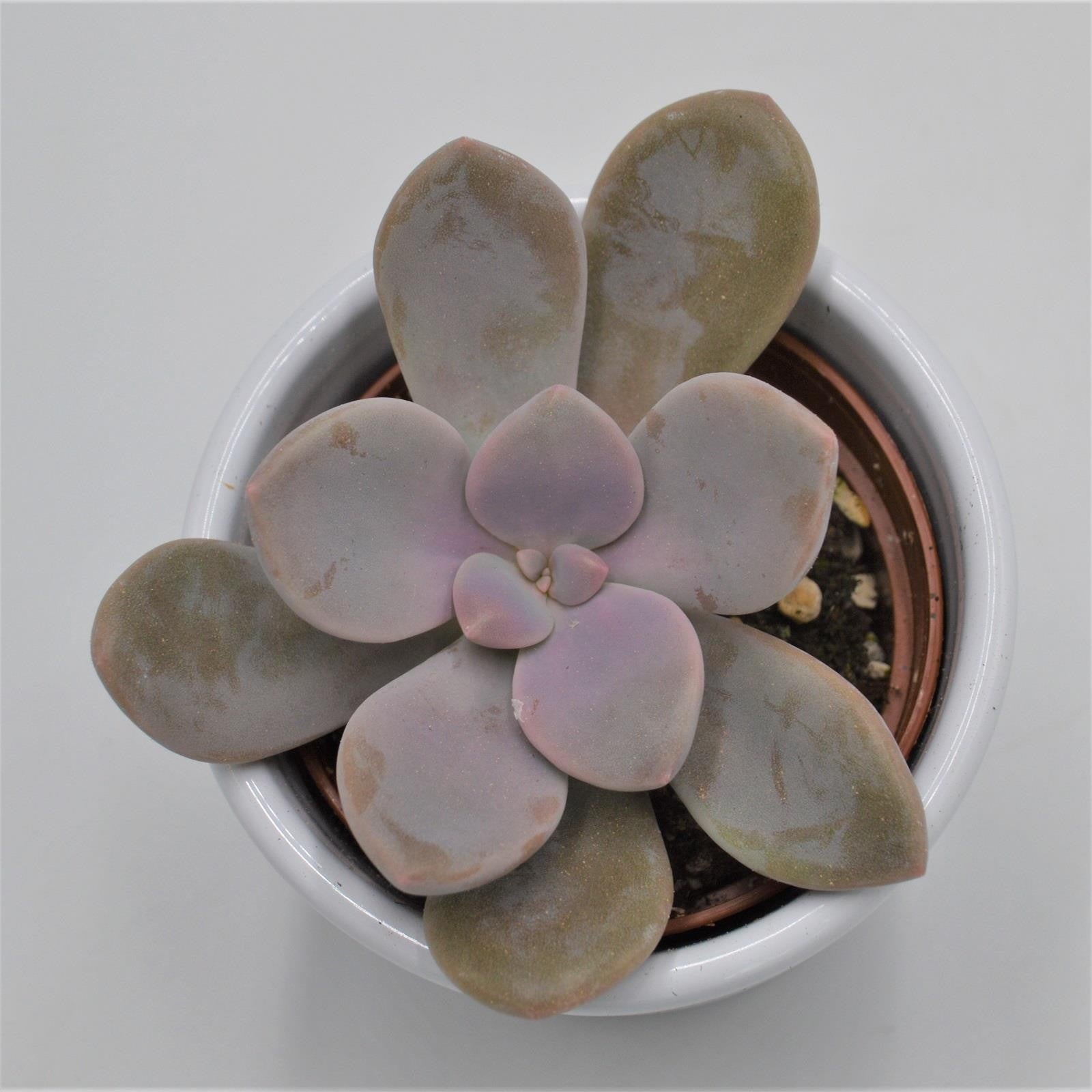 pasiora-graptopetalum-murasaki-sukkulente-6cm image 2
