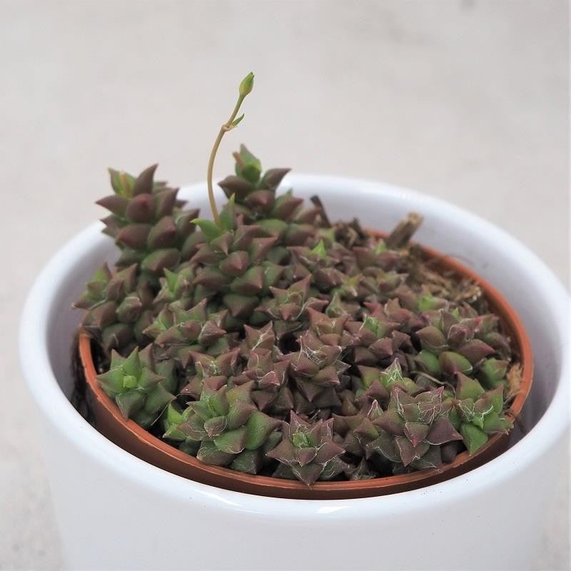 pasiora-anacampseros-retusa-8-5cm-sukkulente-aus-s-dafrika image 1