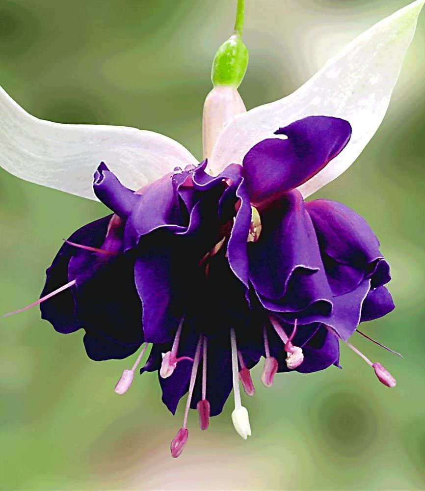 baldur-garten-riesen-fuchsie-deep-purple-2-pflanzen image 2