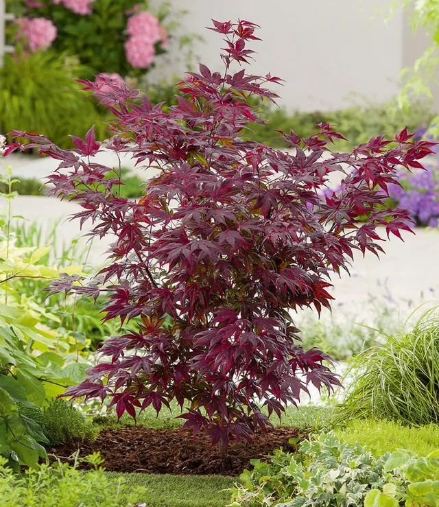 baldur-garten-japanischer-ahorn-burgund-im-12-cm-topf image 1
